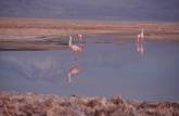 Flamingos na Laguna Chaxa, no deserto do Atacama - Chile
